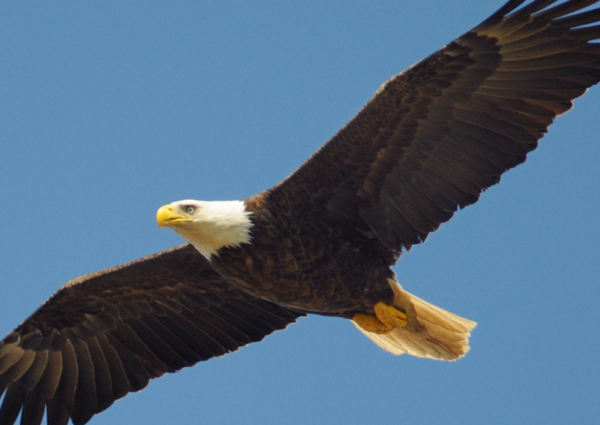 Picture of an eagle flying