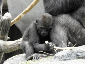 A picture of a baby gorilla hugging its mother