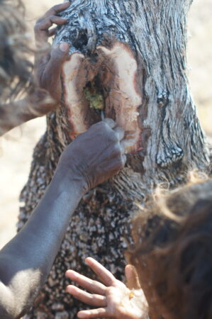 An image of hands carving into a tree trunk