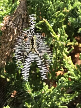 An image of a spider that created a web in the shape of a man