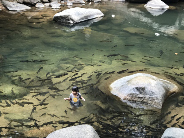 A girl stands in a body of water surrounded by many fish.