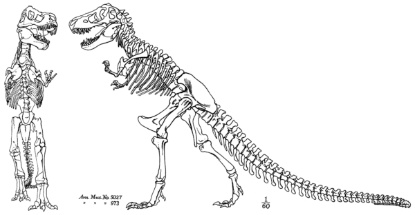 An inaccurate scientific diagram of a t-rex skeleton